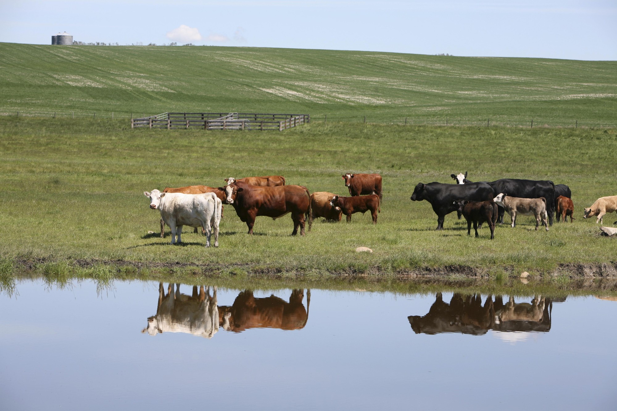 alternative-models-of-compensation-on-alberta-s-crown-grazing-lease-lands